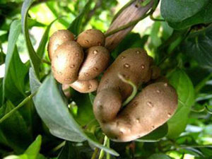 山药豆的功效与作用 山药豆具有滋肾益精益肺止咳等的功效
