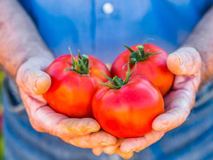 西红柿的营养价值 中医告诉你不知道的西红柿营养价值