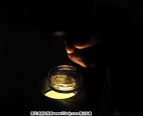 受精卵惧怕强光,医护人员要在漆黑的环境下工作。