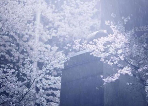 武大现真正樱吹雪,武大的樱花景象简直太美了,樱花与雪夜搭配,而武汉下了点小雪,春樱冬雪,真是别有一番风情,不用亲自去赏樱,来看看这些樱吹雪的景象图片,就能让你美哭!