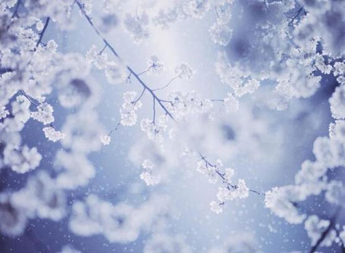 武大现真正樱吹雪 春樱冬雪别有一番风情