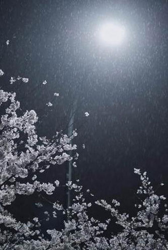 武大现真正樱吹雪 春樱冬雪别有一番风情