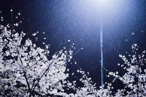 武大现真正樱吹雪 春樱冬雪别有一番风情