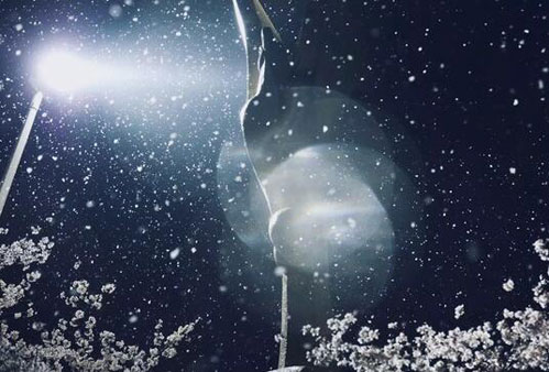 武大现真正樱吹雪 春樱冬雪别有一番风情