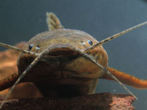 ѷеʳľ йҲֹһ