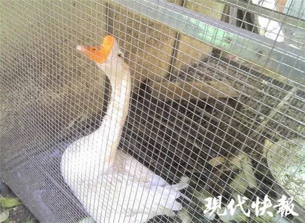 婆媳争吵男子跳河:被路口冲出来的大鹅吓一跳